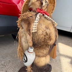 たぬき　剥製　他を抜く　えんぎもの縁起物の画像