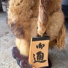 たぬき　剥製　他を抜く　えんぎもの縁起物の画像