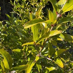 ザクロ　やく約2メートルの画像