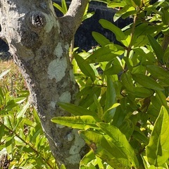 ザクロ　やく約2メートルの画像