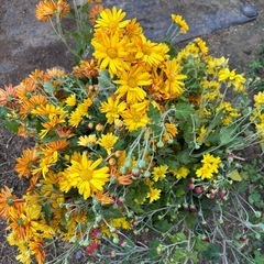 生花(菊)の画像