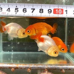 チンチュウ
の画像