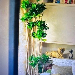 観葉植物①🪴の画像