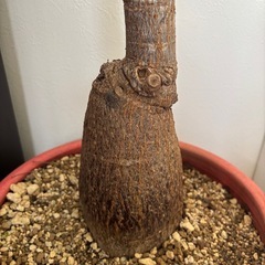 パキラ　観葉植物　塊根植物　多肉植物　ビザールプランツ　レアプランツ　ガーデニング　植物　グリーン　趣味　盆栽　葉　花　庭　草　インテリア　おしゃれ　飾り　園芸　の画像