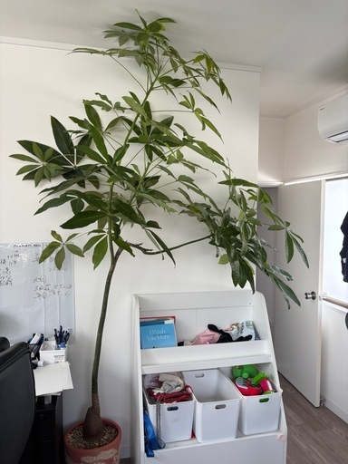 パキラ　観葉植物　塊根植物　多肉植物　ビザールプランツ　レアプランツ　ガーデニング　植物　グリーン　趣味　盆栽　葉　花　庭　草　インテリア　おしゃれ　飾り　園芸