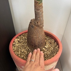 パキラ　観葉植物　塊根植物　多肉植物　ビザールプランツ　レアプランツ　ガーデニング　植物　グリーン　趣味　盆栽　葉　花　庭　草　インテリア　おしゃれ　飾り　園芸　の画像