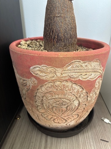 パキラ　観葉植物　塊根植物　多肉植物　ビザールプランツ　レアプランツ　ガーデニング　植物　グリーン　趣味　盆栽　葉　花　庭　草　インテ