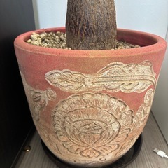 パキラ　観葉植物　塊根植物　多肉植物　ビザールプランツ　レアプランツ　ガーデニング　植物　グリーン　趣味　盆栽　葉　花　庭　草　インテリア　おしゃれ　飾り　園芸　の画像