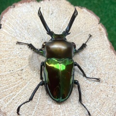 ニジイロクワガタ（成虫ペア）の画像