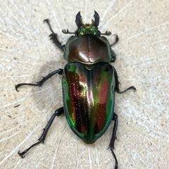 ニジイロクワガタ（成虫ペア）の画像