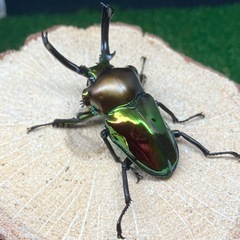 ニジイロクワガタ（成虫ペア）の画像