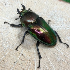 ニジイロクワガタ（成虫ペア）の画像