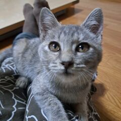 ペペ　二か月女の子　サイレントにゃ　お顔すりすり大好き