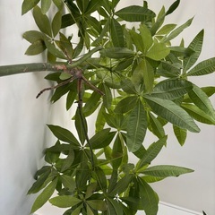 パキラ　観葉植物　塊根植物　多肉植物　ビザールプランツ　レアプランツ　ガーデニング　植物　グリーン　趣味　盆栽　葉　花　庭　草　インテリア　おしゃれ　飾り　園芸　の画像