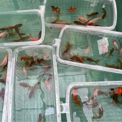 いろいろ金魚まとめ売りの画像