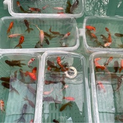 いろいろ金魚まとめ売りの画像