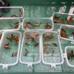 いろいろ金魚まとめ売りの画像