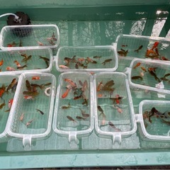 いろいろ金魚まとめ売りの画像