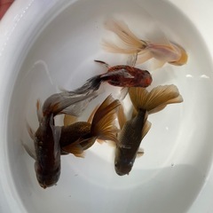 【お話中】ローズテールの画像