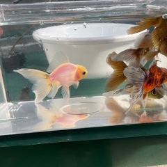 【お話中】ローズテールの画像