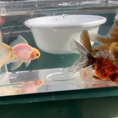 【お話中】ローズテールの画像