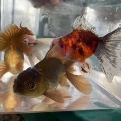 【お話中】ローズテールの画像