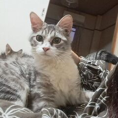 燕尾服＆ソックス６か月　セミ長毛　膝の上大好き　キュッと上がった...