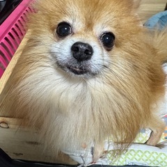 小柄で可愛いポメラニアンの男の子