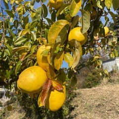 かりん（1個10円）の画像