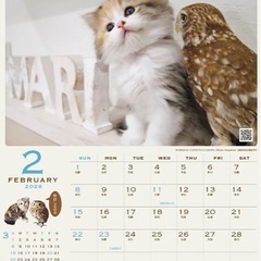 【新品】正規品2026 猫とフクロウの壁掛けカレンダーの画像