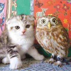 【新品】正規品2026 猫とフクロウの壁掛けカレンダーの画像