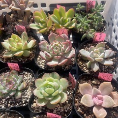 🌵多肉植物お　　1ポット100円の画像
