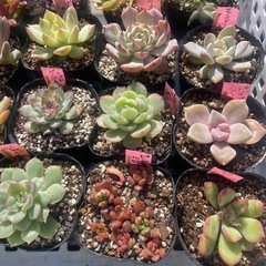 🌵多肉植物お　　1ポット100円の画像