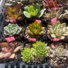 🌵多肉植物お　　1ポット100円の画像