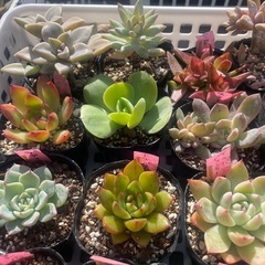 🌵多肉植物お　　1ポット100円の画像