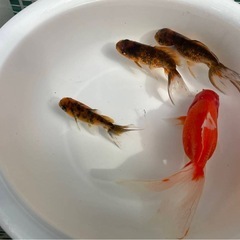 ジャンボオランダの画像