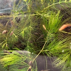 グッピーの稚魚の画像