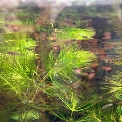 グッピーの稚魚の画像