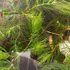 グッピーの稚魚の画像