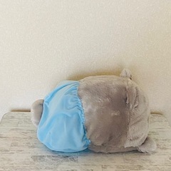 ポメラニアンもちの画像