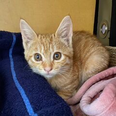 いまる　女の子　珍しいメスの茶トラ　大人しい　二か月