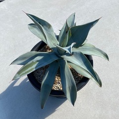 アガベ　ドラゴントゥースの画像
