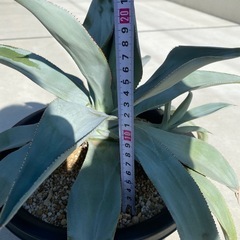 アガベ　ドラゴントゥースの画像