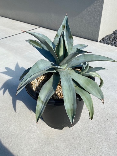 アガベ　ドラゴントゥース