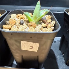 アガベチタノタプエブロ Agavetitanota “Pueblo”旧 FO68の画像