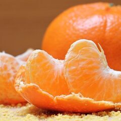 【日払い】愛媛県伊予市双海で紅まどんなの収穫作業等のお仕事！【単...