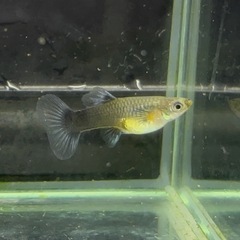 【なかひらぼブリード】ネオンテールタキシード（1ペア」）の画像