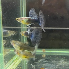 【なかひらぼブリード】ネオンテールタキシード（1ペア」）の画像