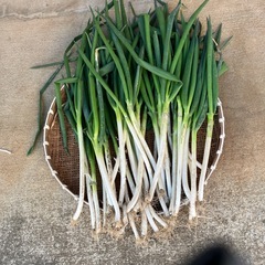ネギの画像