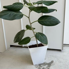 譲り先が決まりました　
フィカス　ベンガレンシス　鉢植え　観葉植物の画像